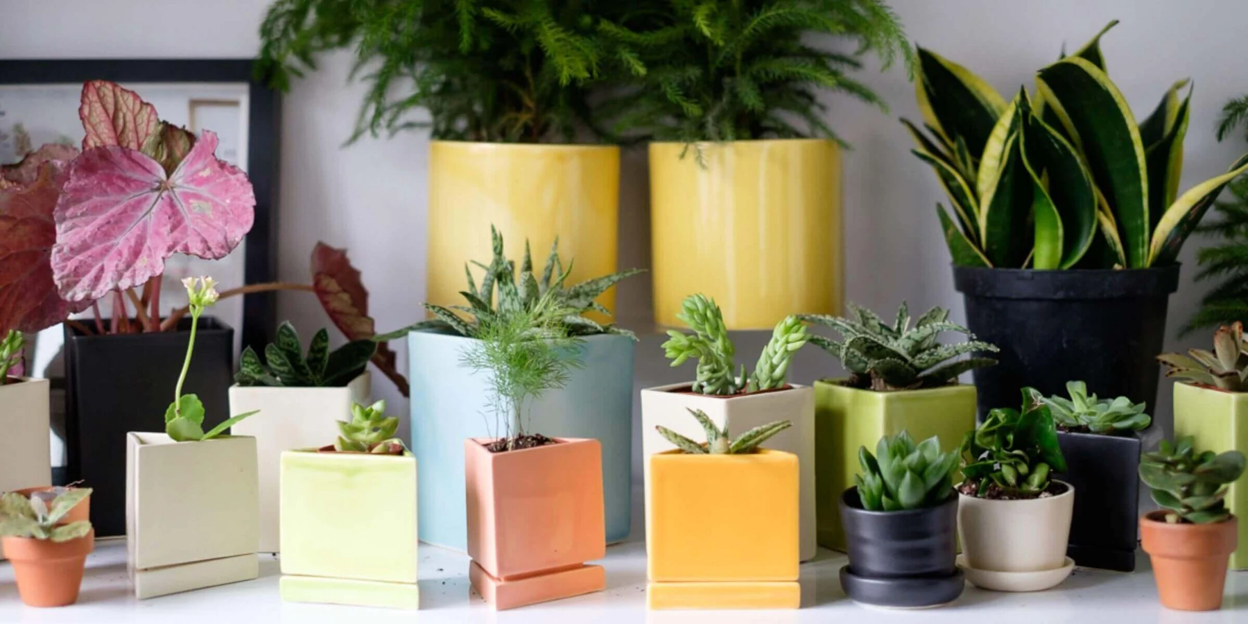 Create your office garden illustration