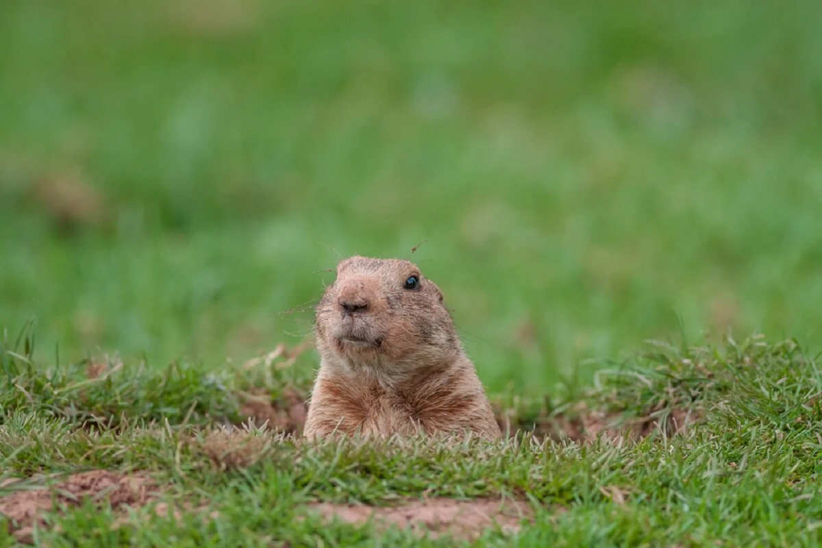 Groundhog day 2019 illustration